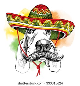 Portrait of a dog Basset Hound with mustache in Mexico sombrero. Vector illustration.