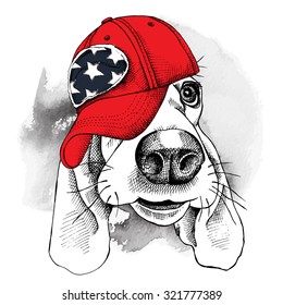 Portrait of a dog Basset Hound in a red cap. Vector illustration.