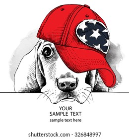 Portrait of dog Basset Hound in a red cap. Vector illustration.