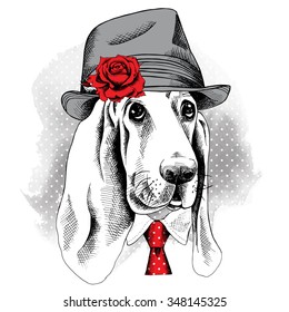 Portrait dog Basset Hound wearing a hat with red rose and tie . Vector illustration.