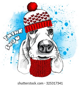 Portrait of dog Basset Hound in a winter knitted hat and scarf. Vector illustration.