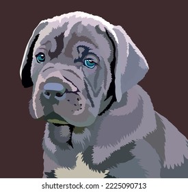 retrato de una raza de perro Cane Corso en un fondo oscuro