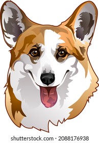 portrait dog of breed corgi 