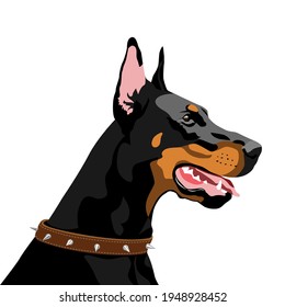 Dibujo vectorial Doberman de raza de perro retrato. Perros en cuello estricto