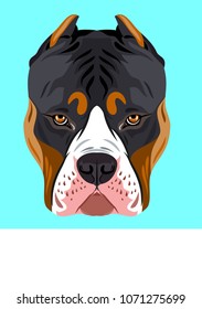 Portrait of dog breed pit bull terrier