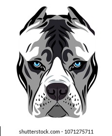 Portrait of dog breed pit bull terrier