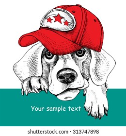 Portrait of a dog in cap. Vector illustration.