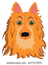 Portrait of the dog collie on white background is insulated