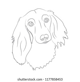 portrait of a dog, dachshund line vector, white background
