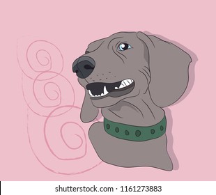portrait of a dog dachshund on the wall background, vector, looks
