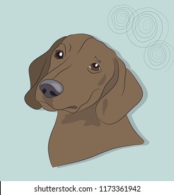 portrait of a dog dachshund on the wall background, vector.