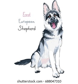 Portrait of a dog East European Shepherd breed sitting and smiling with his tongue hanging out