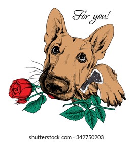 Portrait of a dog German Shepherd in tie with red rose. Vector illustration.