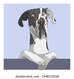 Portrait of dog, Great Dane with doubt face, graphic poster style use for print