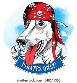 Portrait dog Greyhound wearing a red pirate bandana on blue background. Vector illustration.