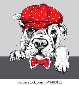 Portrait of a dog Labrador in red cap and tie. Vector illustration.