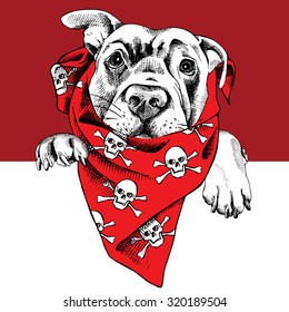 Portrait of a dog labrador in red neckerchief with image of skulls. Vector illustration.