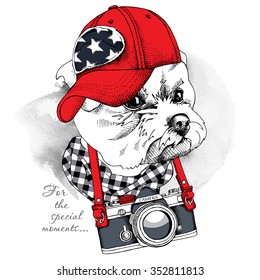 Portrait of a dog Maltese in red cap with the camera. Vector illustration.