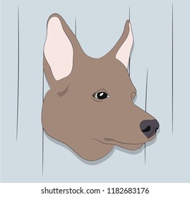 portrait of a dog on the wall background, vector, looks