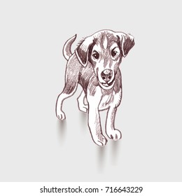 Portrait dog. Pencil hand drawn illustration. vector illustration