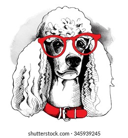 Portrait of a dog Poodle in glasses and red collar. Vector illustration.