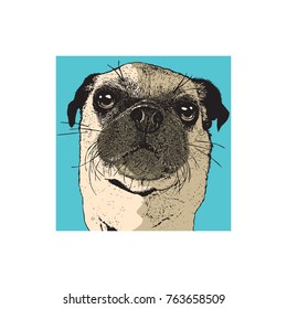 Portrait of a dog of pug breed in front view. Face of a cute pet. Color drawing, vector illustration in engraving style.