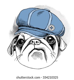 Portrait dog Pug in the cap. Vector illustration.