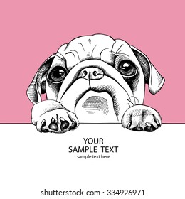 Portrait dog Pug on a pink background. Vector illustration.