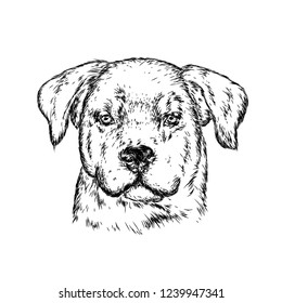 Portrait of a dog or puppy. Vector illustration for greeting card or poster, print on clothes.
