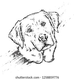 Portrait of a dog or puppy. Vector illustration for greeting card or poster, print on clothes.
