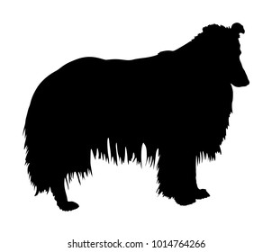 Portrait of dog Rough Collie vector silhouette illustration isolated on white. Scottish Shepherd dog shape for family. Beware mans best friend. lovely pet. Dog show. Black dog shadow.