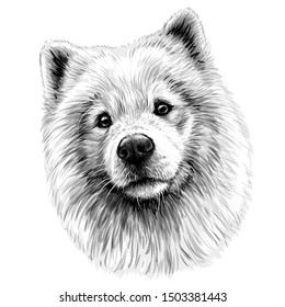 
Portrait of a dog of the Samoyed breed.