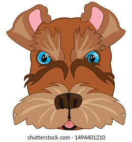 Portrait of the dog of the sort schnauzer on a white background