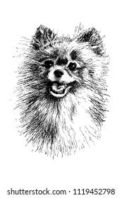 Portrait of a dog of the Spitz breed (Pomeranian), vector illustration isolated in black on a white background. Hand drawn.