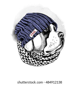 Portrait of a dog St. Bernard in a hipster knitted blue hat and in a scarf. Vector illustration.