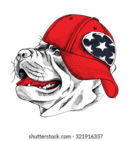 Portrait of a dog Staffordshire bull terrier wearing a red cap. Vector illustration.