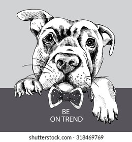 Portrait of a dog with tie. Vector illustration.