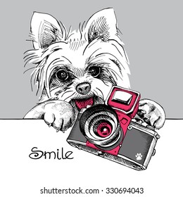Portrait of a dog York with camera. Vector illustration.