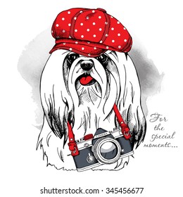 Portrait of a dog York wearing a red cap with camera. Vector illustration.