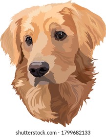 Portrait of dog.Golden Labrador Retriever Head Vector Illustration.