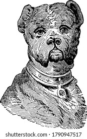 Portrait of domestic Bulldog with neck belt, vintage line drawing or engraving illustration.