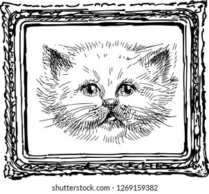 A portrait of domestic cat in a frame
