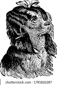 Portrait of domestic Chinese Crested Dog with neck belt, vintage line drawing or engraving illustration.