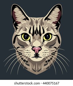 Portrait of a domestic tabby