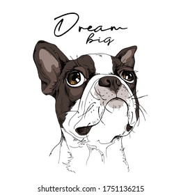Portrait of a dreaming funny Boston Terrier dog. Dream big - lettering quote. Humor card, t-shirt composition, hand drawn style print. Vector illustration.