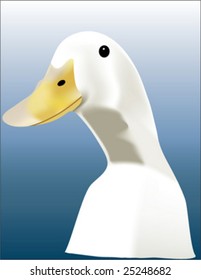 portrait duck isolated