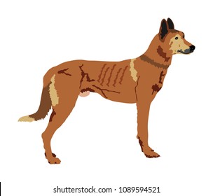 Portrait of Dutch shepherd vector illustration isolated. Holland shepherd. Belgian Shepherd. Australian wild dog Dingo. Beware of purebred dog. Dog show champion. Best friend. Alert, guard attention.