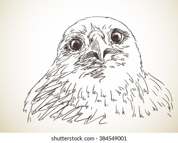 Portrait of eagle, Hand drawn sketch