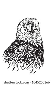 Portrait of Eagle  on white background, vector illustration