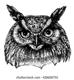 Portrait of an eagle owl. Vector hand drawn illustration for your design.